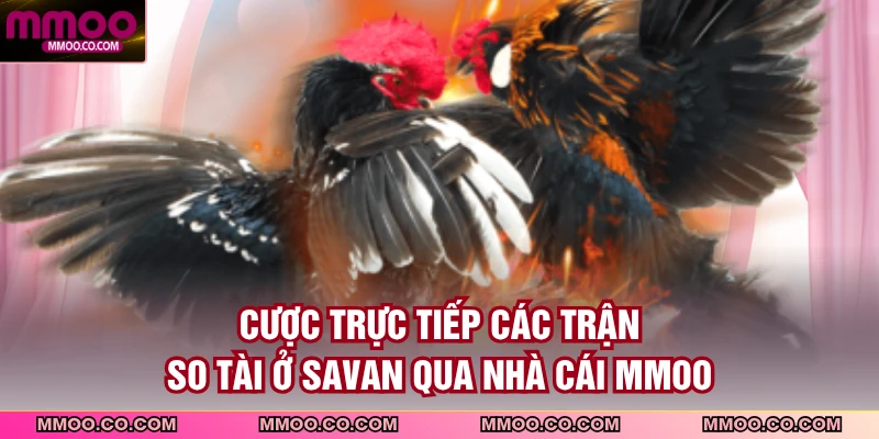 Cược trực tiếp các trận so tài ở Savan qua nhà cái MMOO